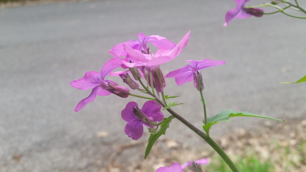 Lunaria annua L. (Brassicaceae)