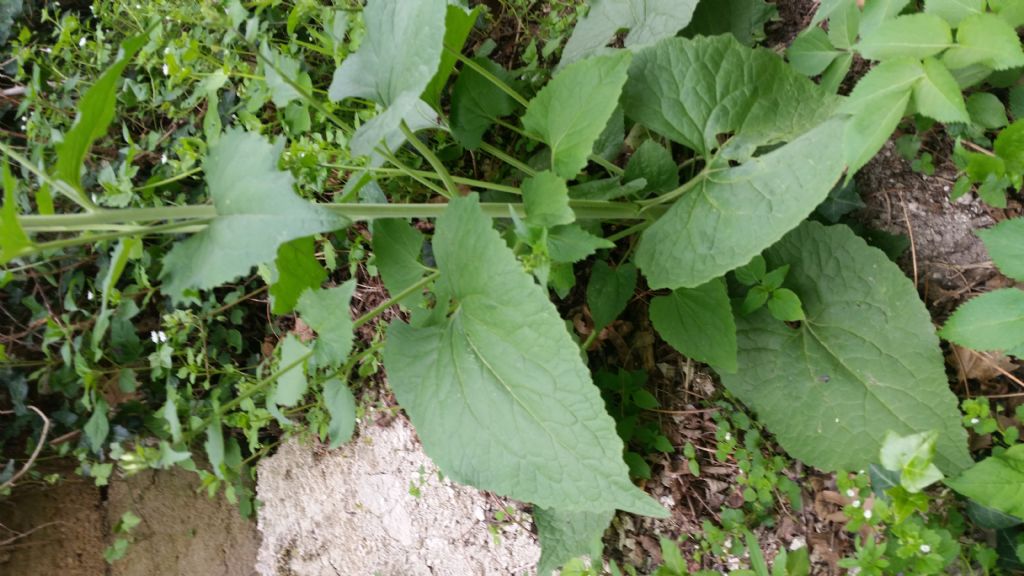 Lunaria annua L. (Brassicaceae)