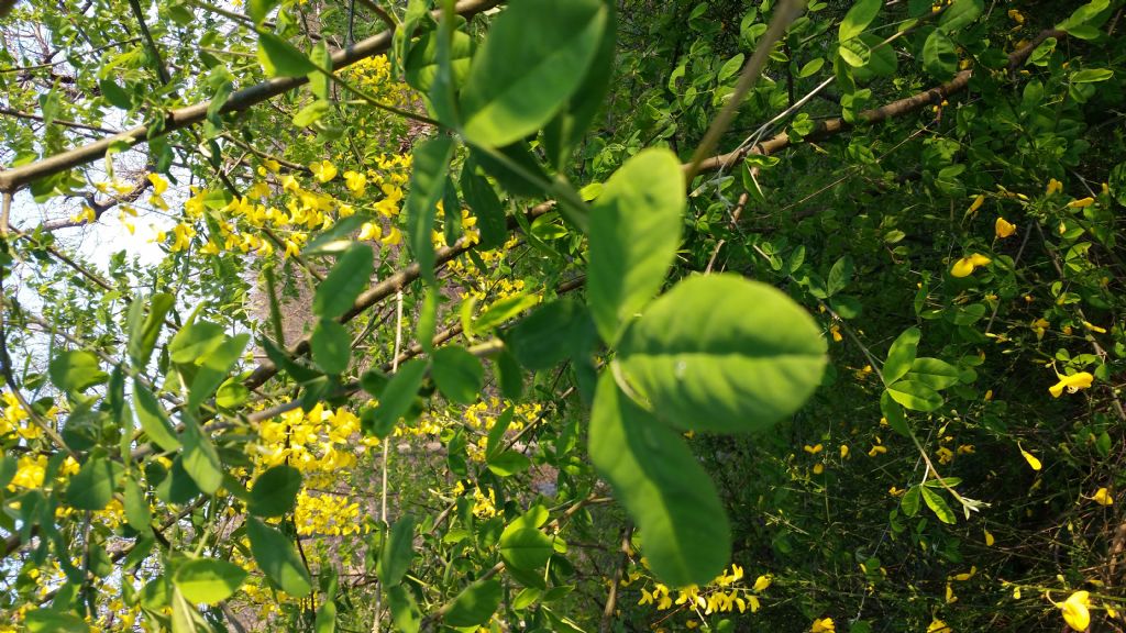 Maggiociondolo? si, Laburnum anagyroides