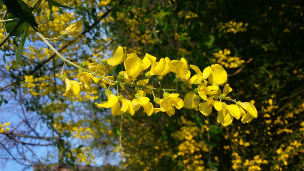 Maggiociondolo? si, Laburnum anagyroides