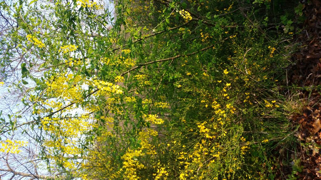 Maggiociondolo? si, Laburnum anagyroides