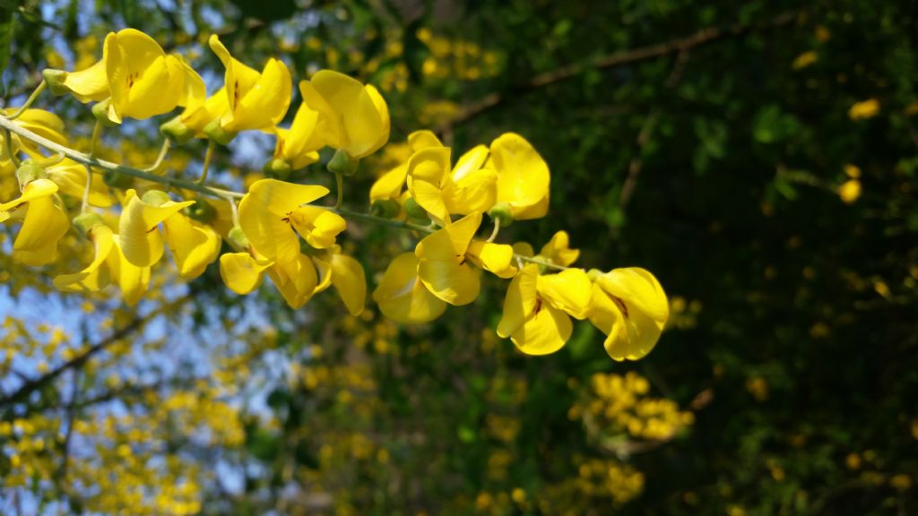 Maggiociondolo? si, Laburnum anagyroides