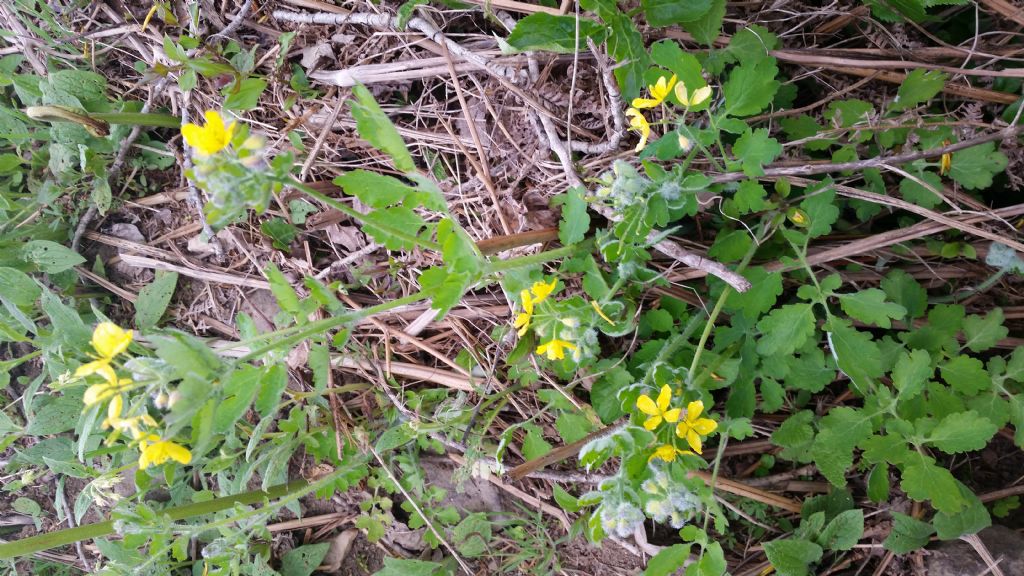 Chelidonium majus (Papaveraceae)