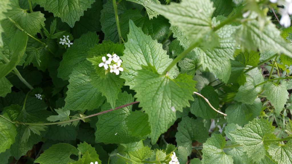 Alliaria petiolata / Alliaria comune