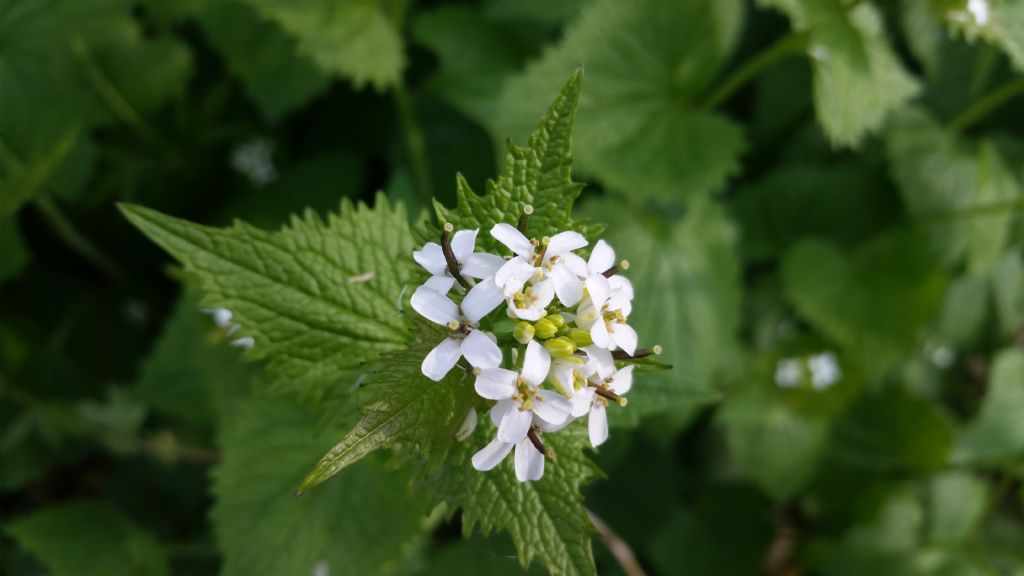 Alliaria petiolata / Alliaria comune