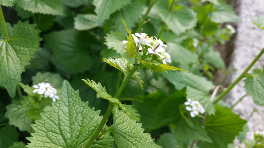 Alliaria petiolata / Alliaria comune