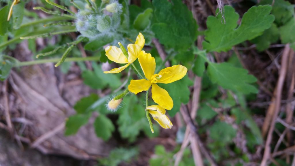 Chelidonium majus (Papaveraceae)