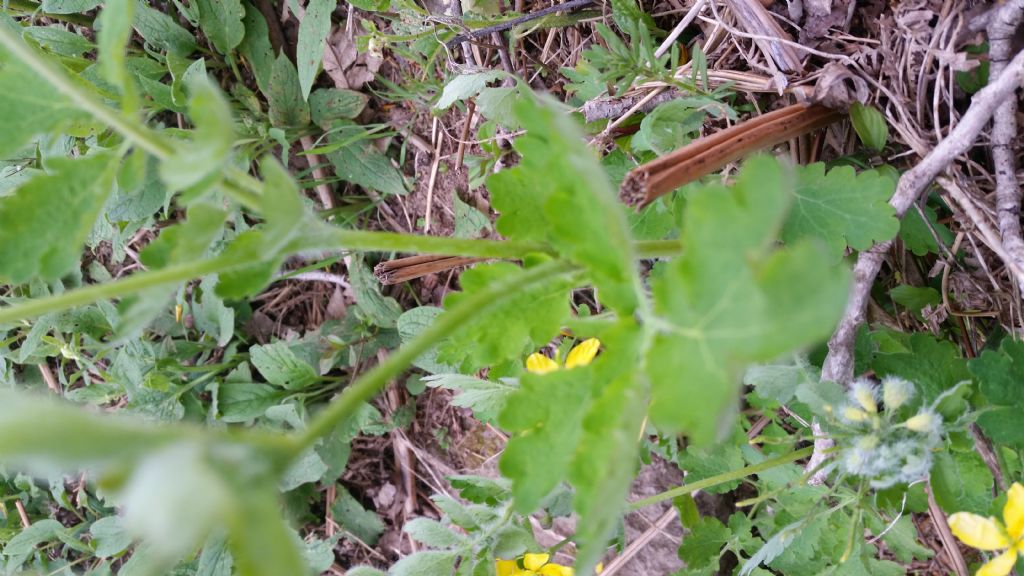 Chelidonium majus (Papaveraceae)