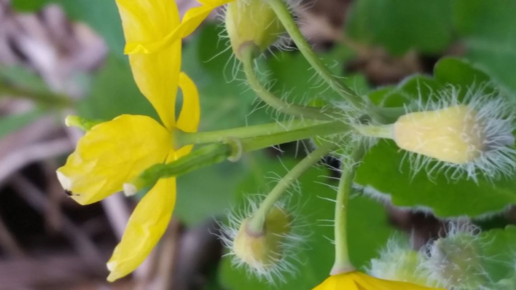 Chelidonium majus (Papaveraceae)