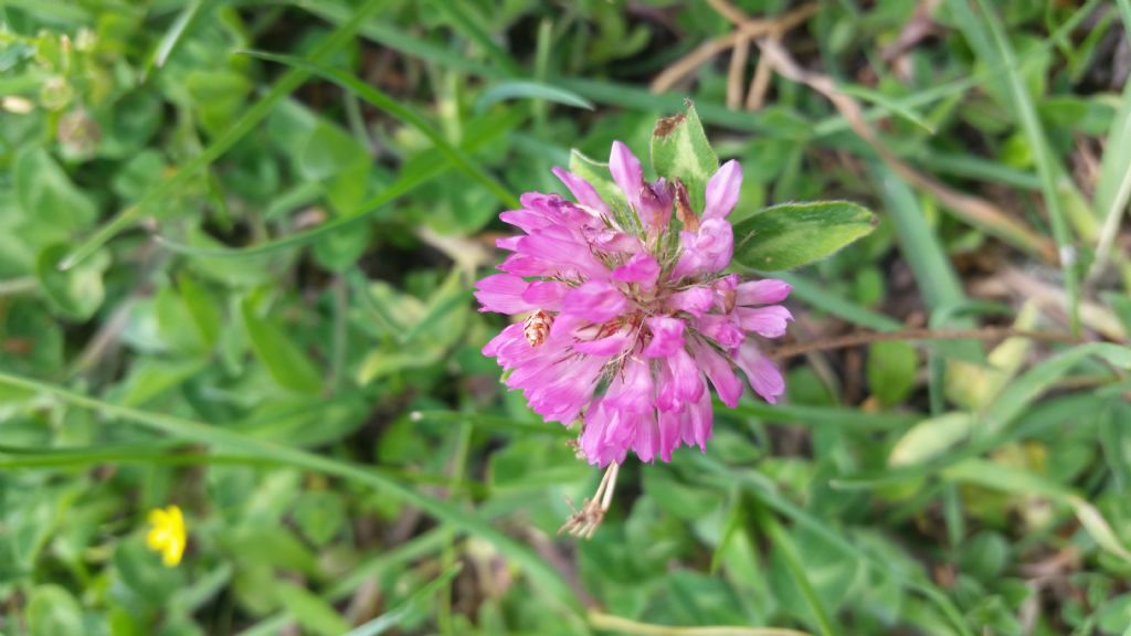 Trifolium pratense