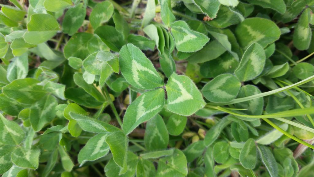 Trifolium pratense