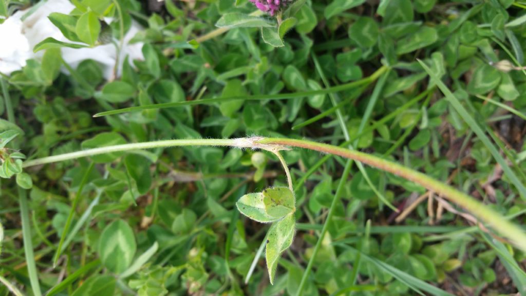 Trifolium pratense