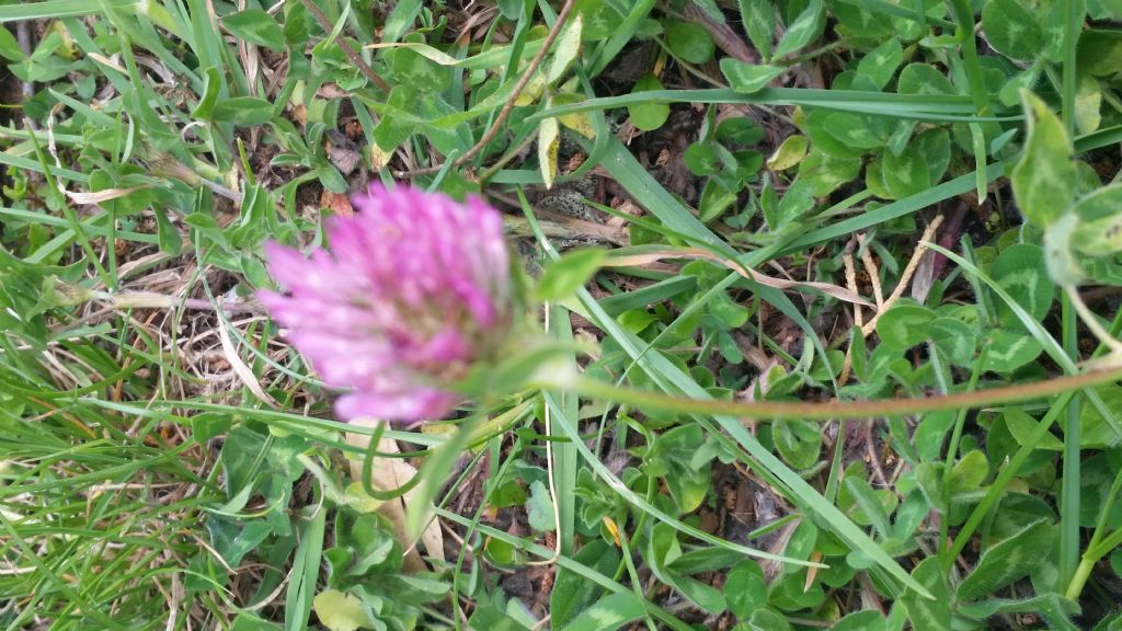 Trifolium pratense