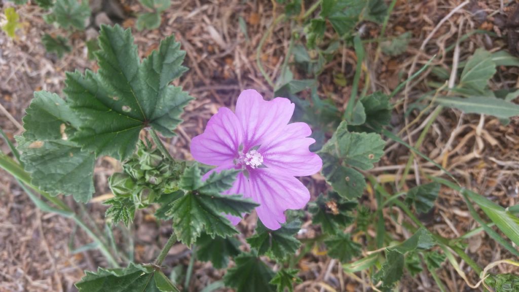 Malva sylvesyris