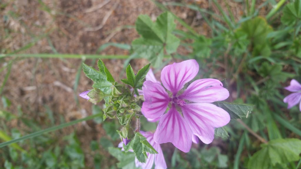 Malva sylvesyris