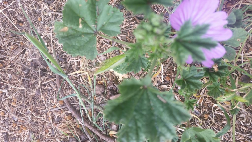 Malva sylvesyris