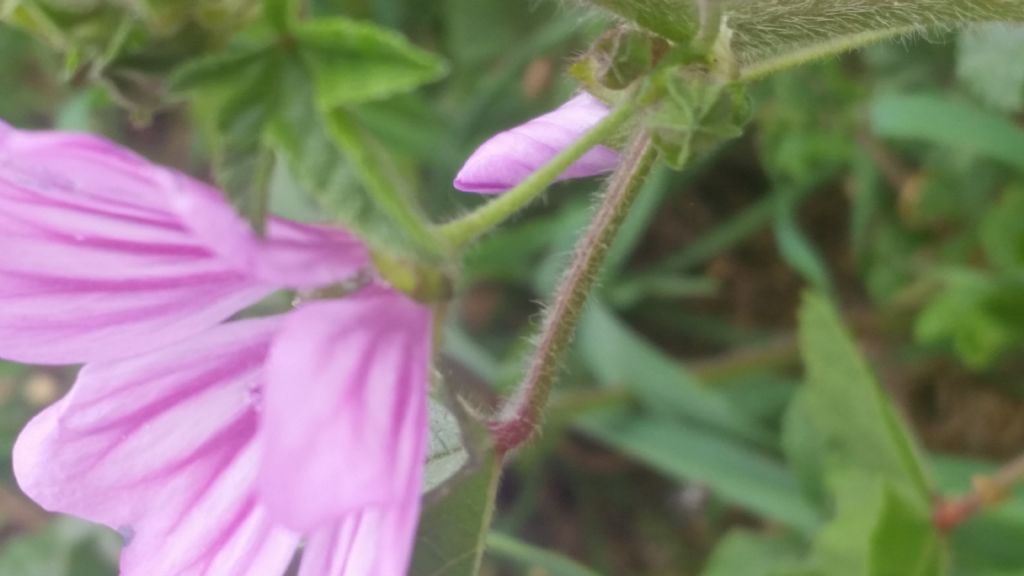 Malva sylvesyris