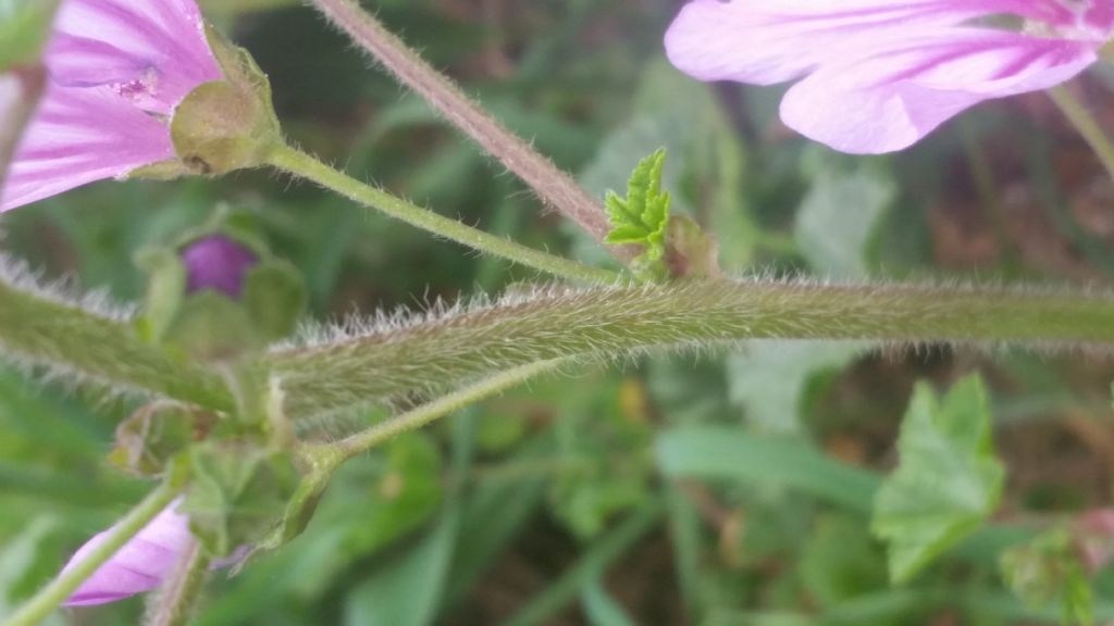 Malva sylvesyris