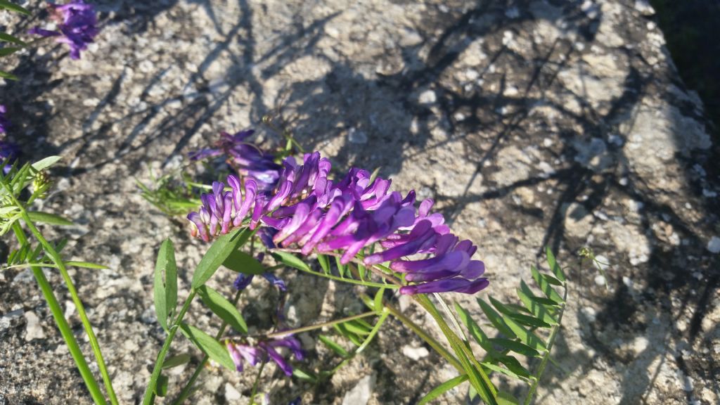 Vicia villosa (Fabaceae)