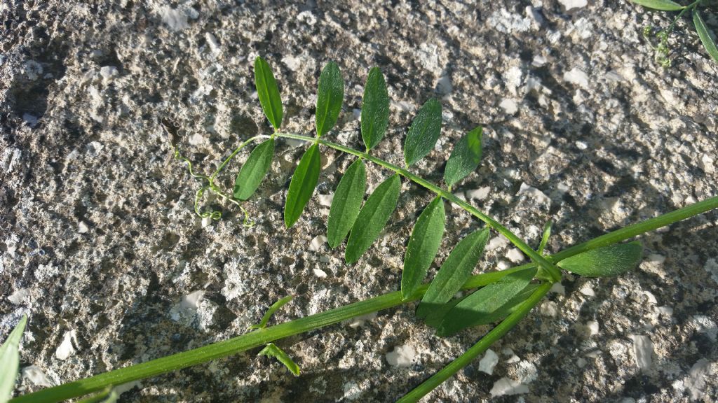 Vicia villosa (Fabaceae)