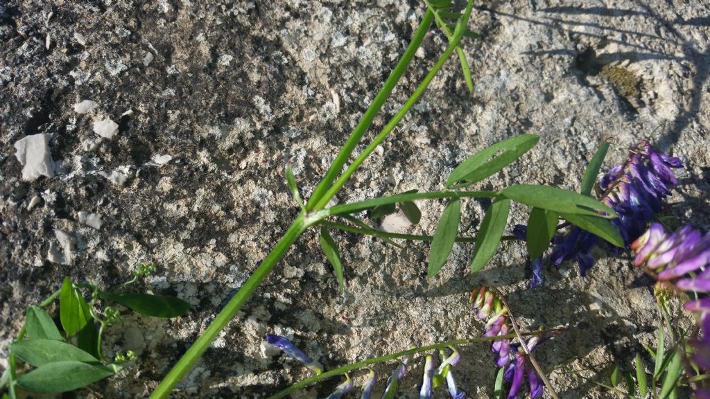 Vicia villosa (Fabaceae)