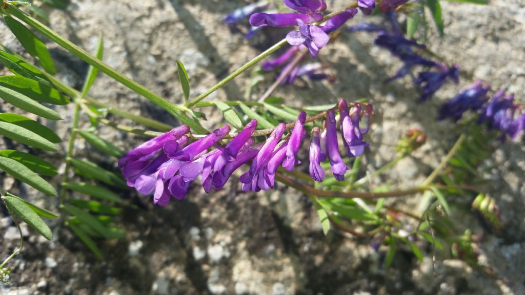 Vicia villosa (Fabaceae)