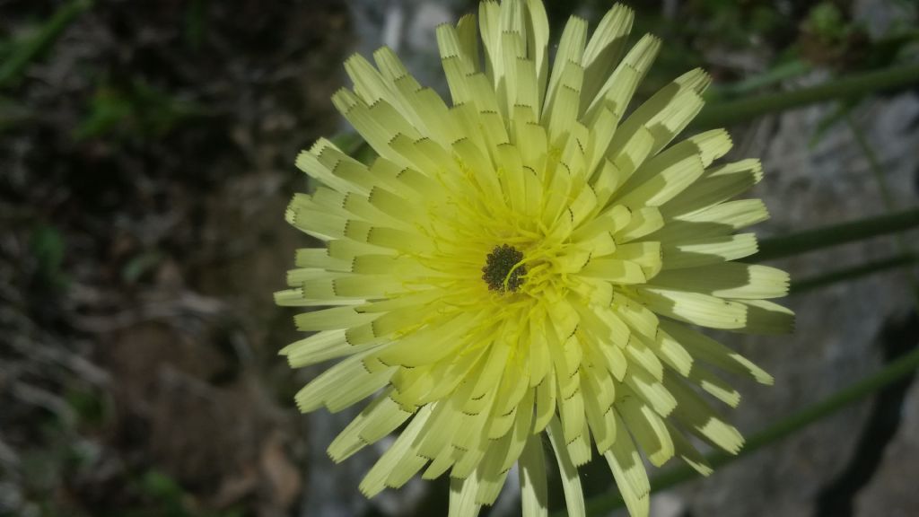 Urospermum dalechampii