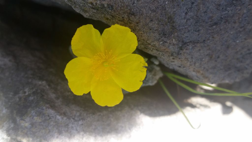 Helianthemum sp.