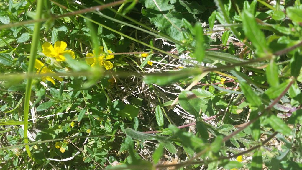 Helianthemum sp.