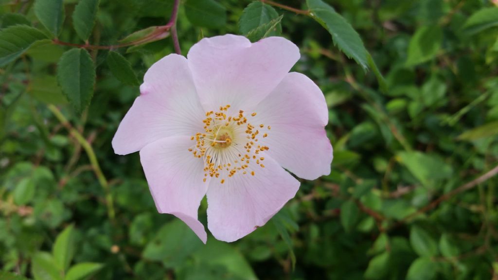 Rosa sp.