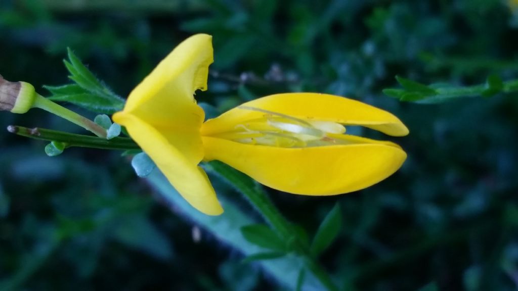 Che tipo di ginestra ?  Cytisus scoparius