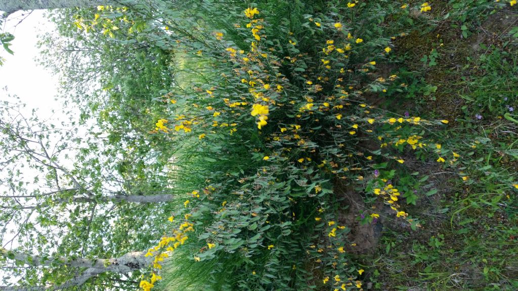 Che tipo di ginestra ?  Cytisus scoparius