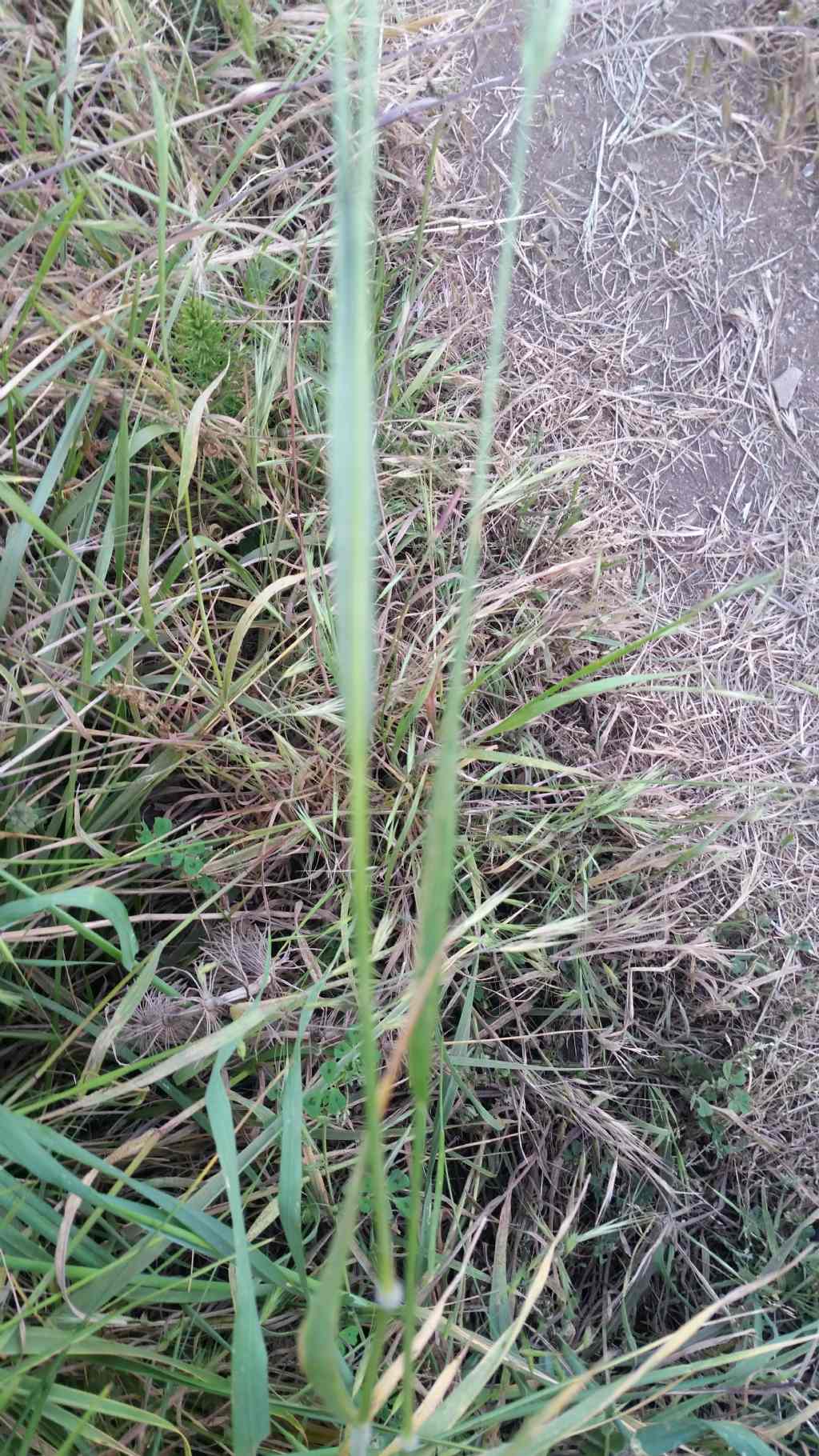 Bromus hordeaceus