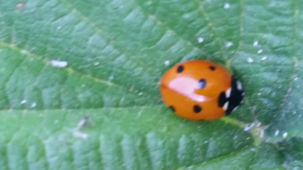 Coccinella septempunctata