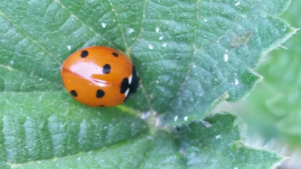 Coccinella septempunctata