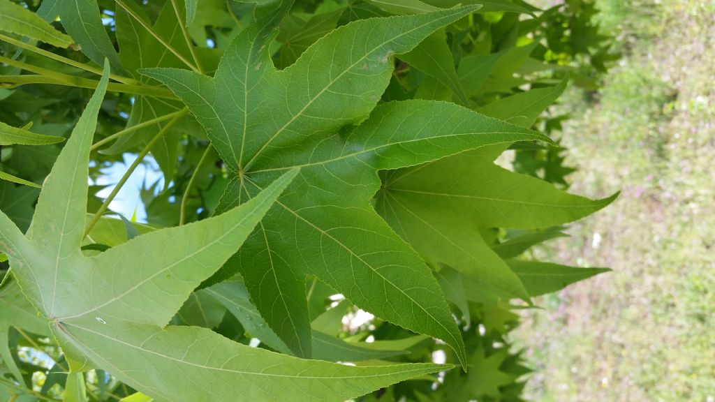 Che albero ? Liquidambar styraciflua