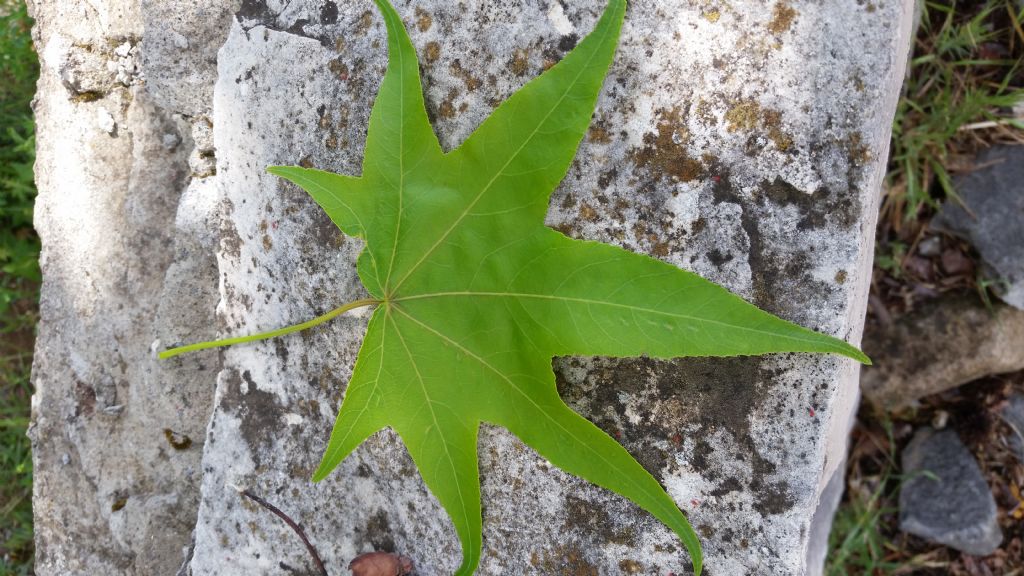 Che albero ? Liquidambar styraciflua