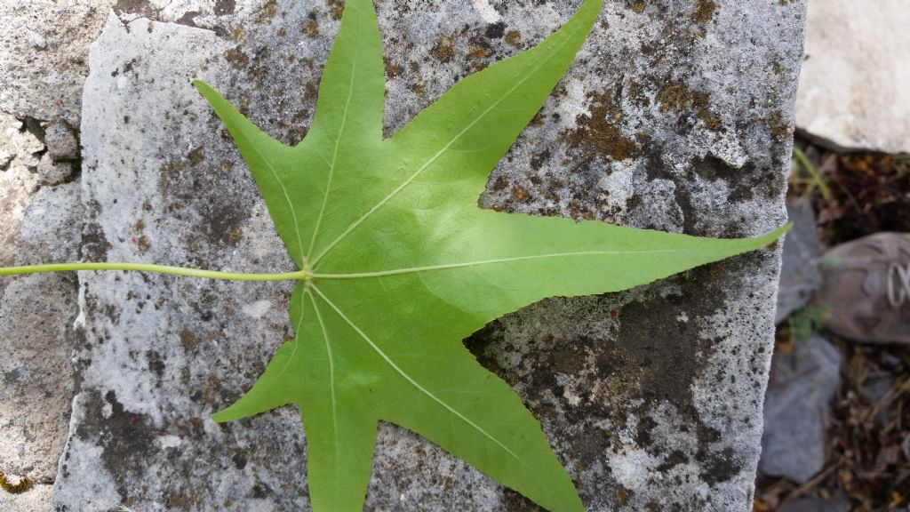 Che albero ? Liquidambar styraciflua