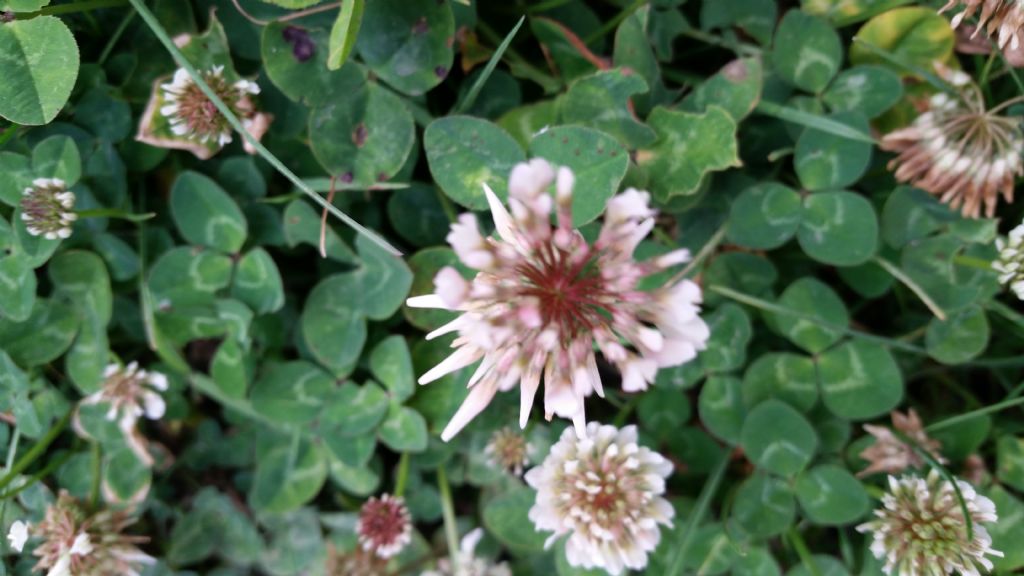 Trifolium repens