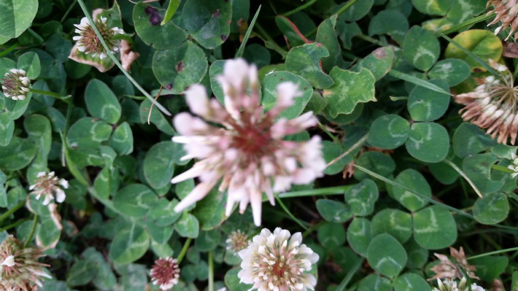 Trifolium repens