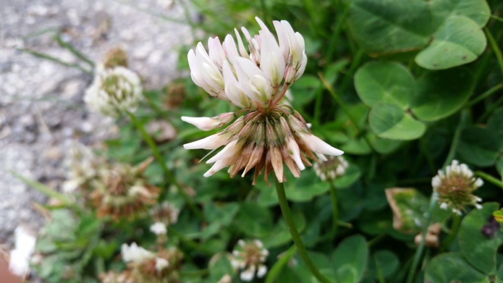 Trifolium repens