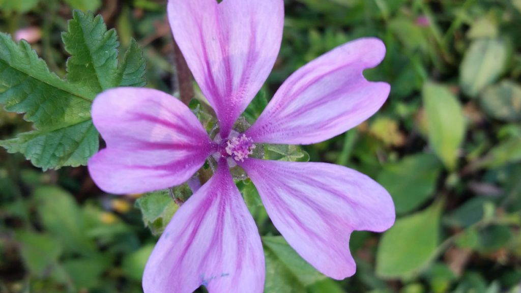 Malva sylvestris