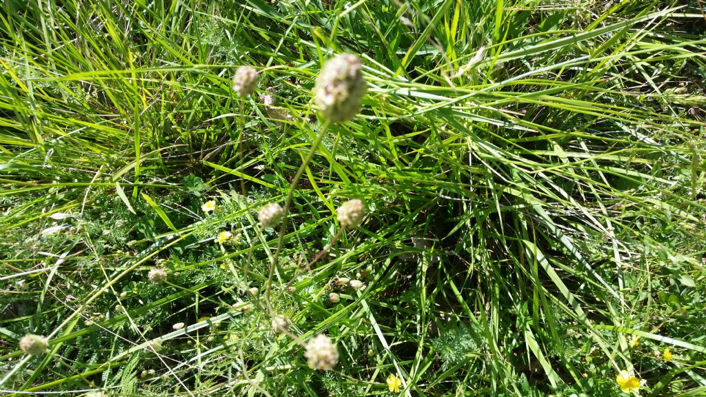 Sanguisorba minor (Rosaceae)