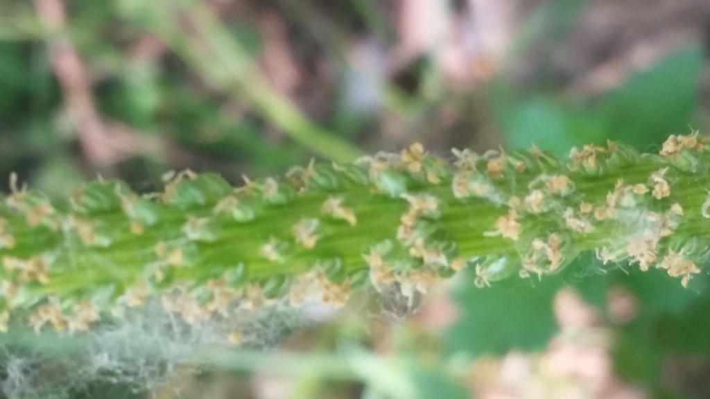 Plantago major (Lamiales - Plantaginaceae)