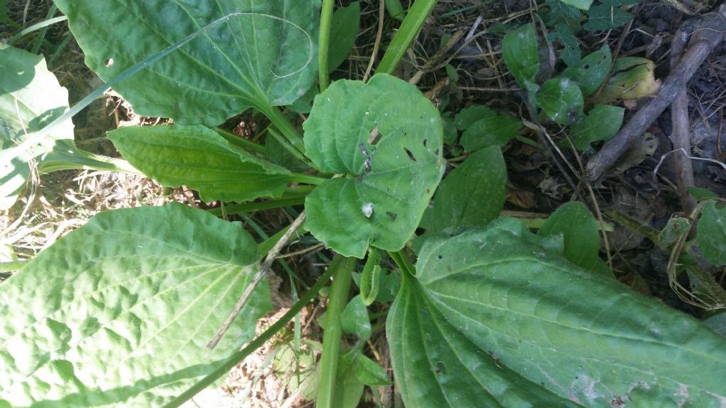 Plantago major (Lamiales - Plantaginaceae)