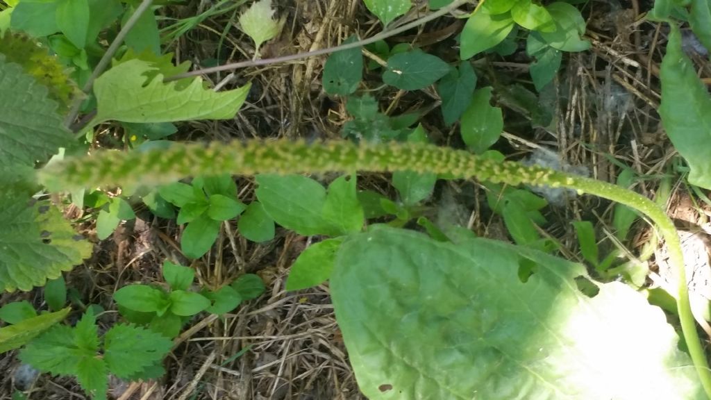 Plantago major (Lamiales - Plantaginaceae)