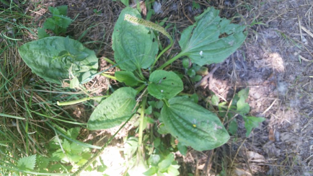 Plantago major (Lamiales - Plantaginaceae)