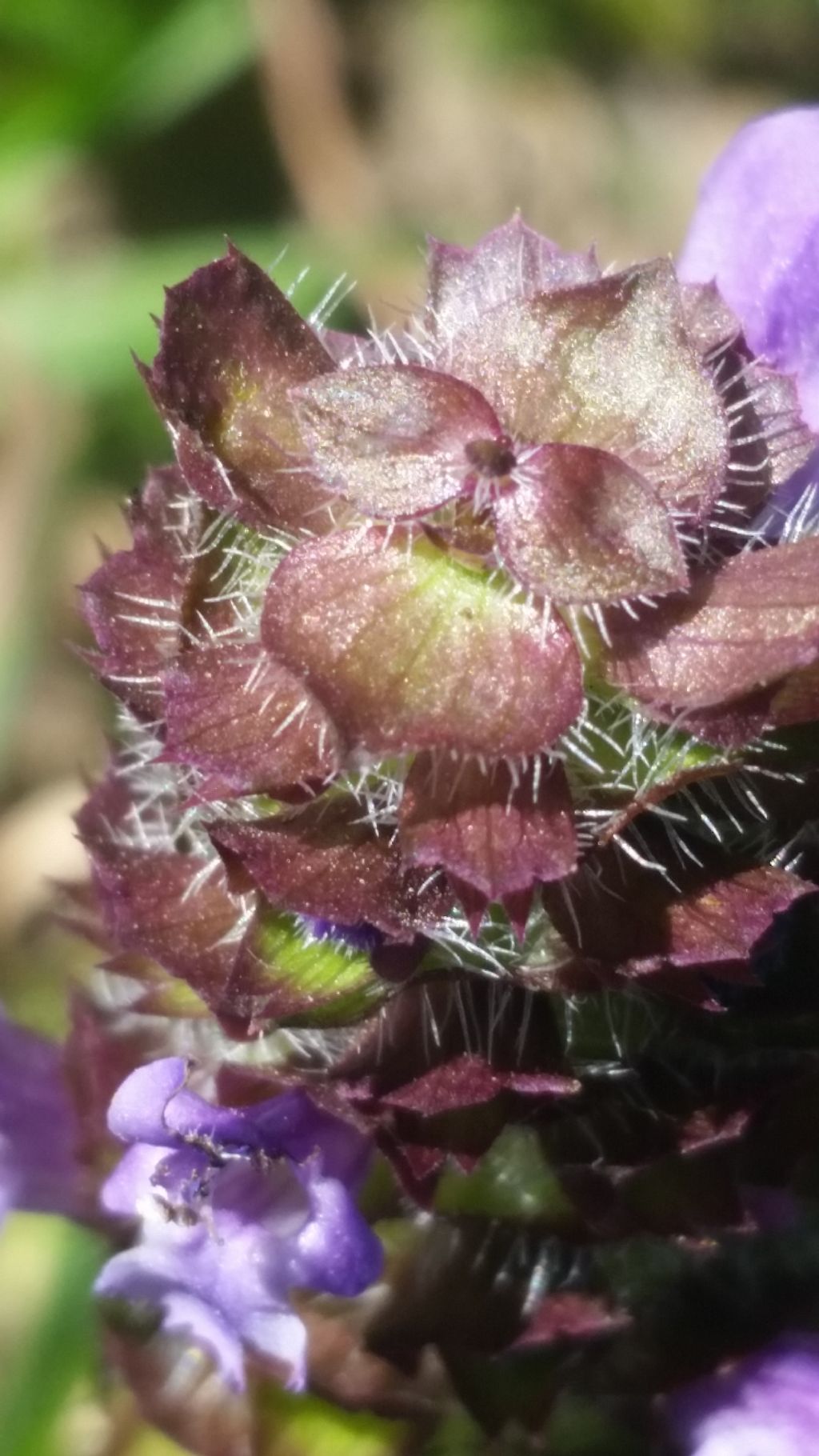 Prunella vulgaris (Lamiaceae)