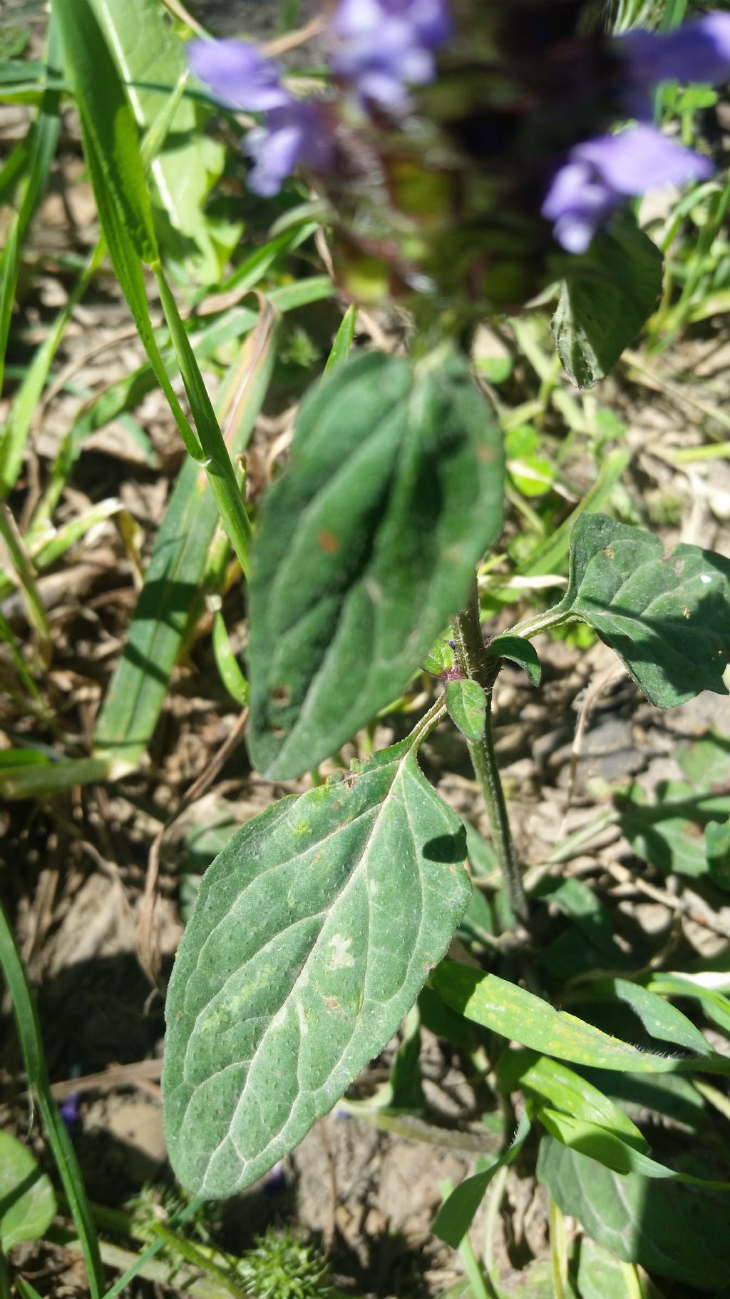 Prunella vulgaris (Lamiaceae)