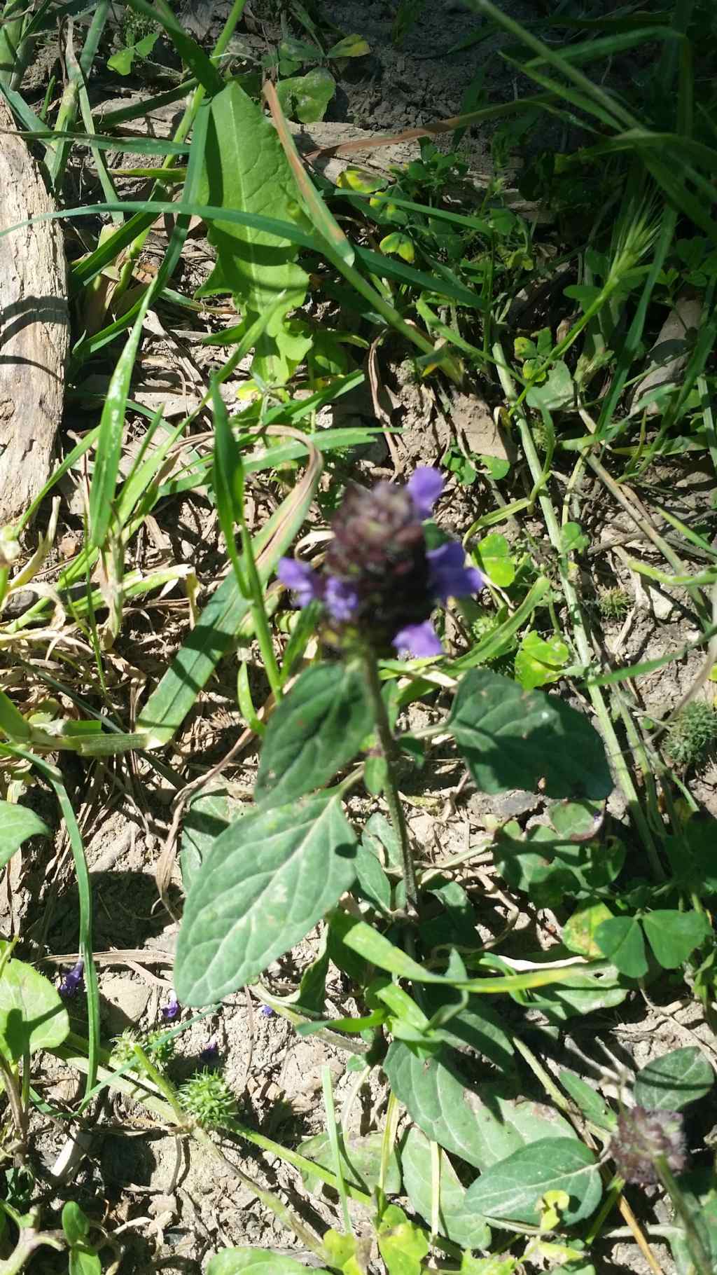 Prunella vulgaris (Lamiaceae)